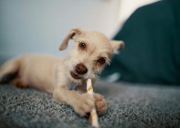 Brown Short-coated Puppy
