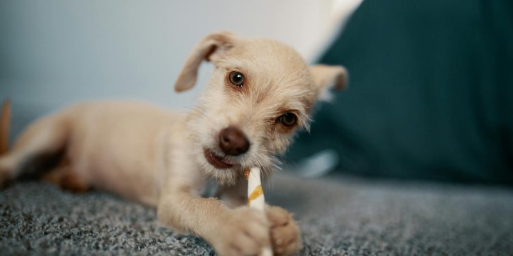 Brown Short-coated Puppy