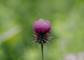 Purple Milk Thistle Flower