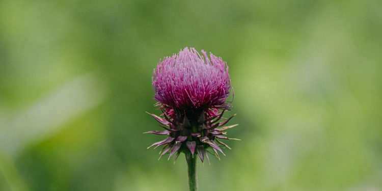 Purple Milk Thistle Flower