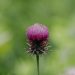 Purple Milk Thistle Flower