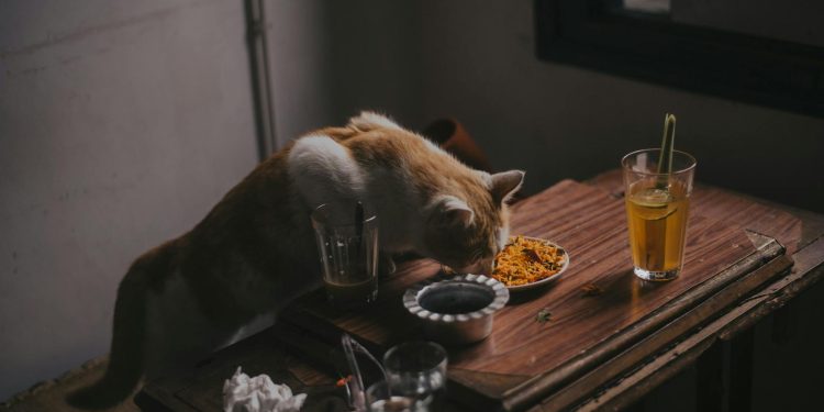 Cat Eating Food on Platter Placed on Table