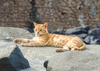 Stray Ginger Cat Resting on Rock