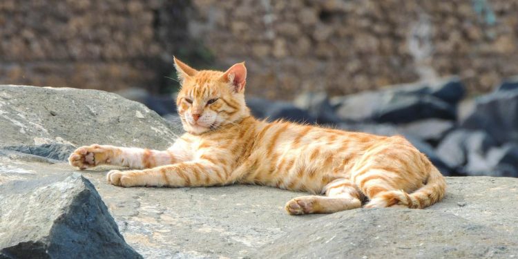 Stray Ginger Cat Resting on Rock