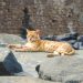 Stray Ginger Cat Resting on Rock