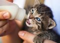 Close-Up Photo of Person Feeding a Kitten