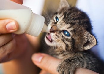 Close-Up Photo of Person Feeding a Kitten