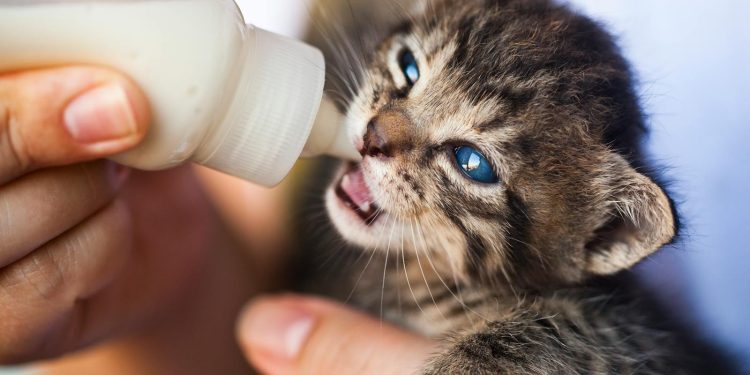 Close-Up Photo of Person Feeding a Kitten