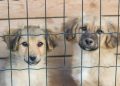 Two puppies are looking through a fence