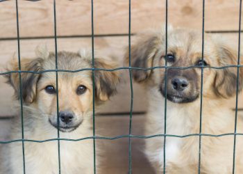 Two puppies are looking through a fence