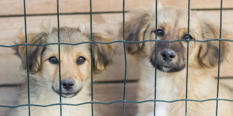 Two puppies are looking through a fence