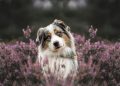 An Australian Shepherd Standing on a Field with Purple Heather