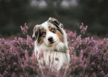 An Australian Shepherd Standing on a Field with Purple Heather