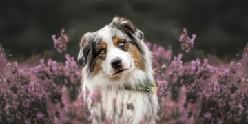 An Australian Shepherd Standing on a Field with Purple Heather