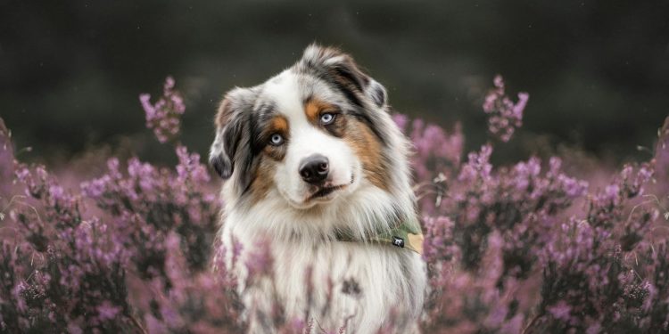 An Australian Shepherd Standing on a Field with Purple Heather
