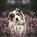 An Australian Shepherd Standing on a Field with Purple Heather