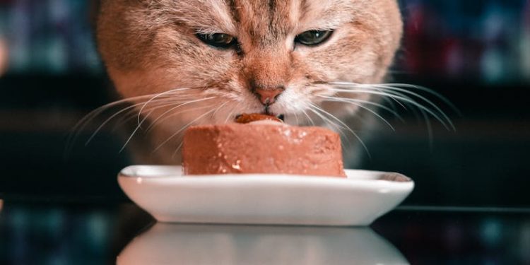 A Cat Eating