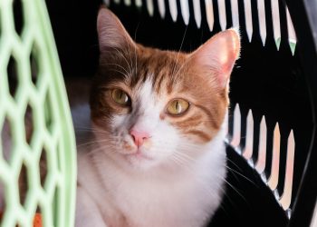Close-up of a White and Orange Cat