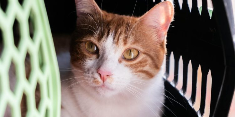 Close-up of a White and Orange Cat