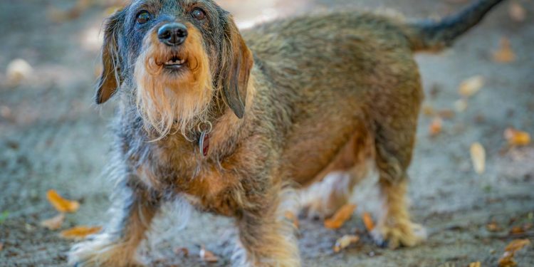A small dog standing on the ground