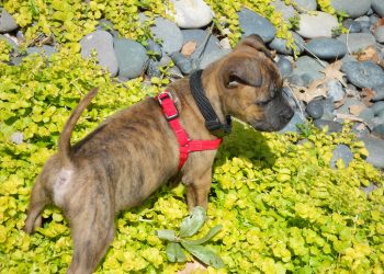 Leash Training Tips for a Happy and Well-Behaved Dog
