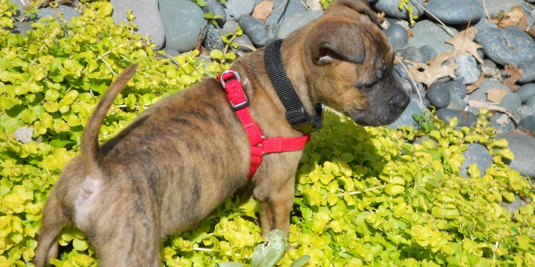 Leash Training Tips for a Happy and Well-Behaved Dog