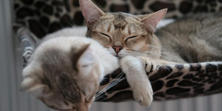 Photo Of Cats Sleeping Together
