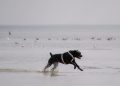 Black Dog Running on a Beach by the Ocean