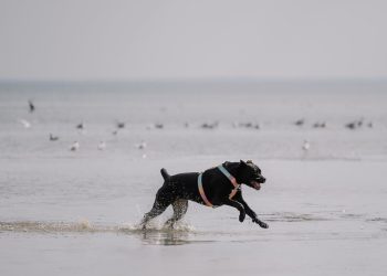 Black Dog Running on a Beach by the Ocean