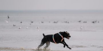 Black Dog Running on a Beach by the Ocean