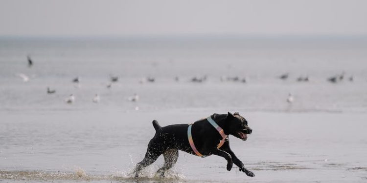 Black Dog Running on a Beach by the Ocean