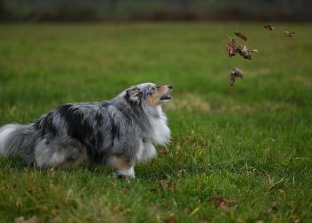 Playful Shetland Sheepdog in Lush Green Field