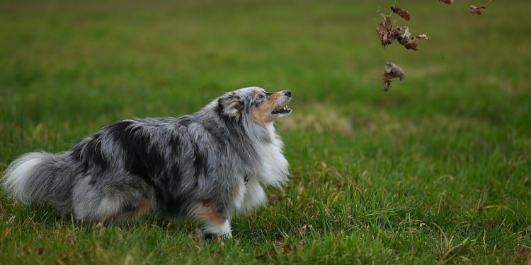 Playful Shetland Sheepdog in Lush Green Field