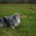 Playful Shetland Sheepdog in Lush Green Field