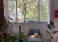 Maintaining a Pet-Friendly Home: Practical Tips for Pet Owners