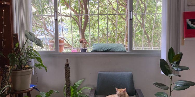 Maintaining a Pet-Friendly Home: Practical Tips for Pet Owners