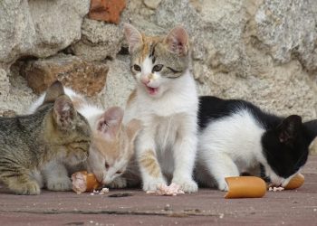 The Psychology of Play in Cats and Dogs