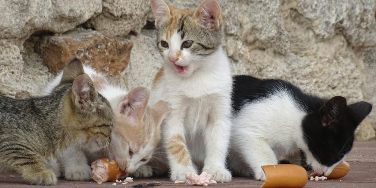 The Psychology of Play in Cats and Dogs