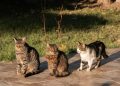 Three Cats Enjoying Sunlight Outdoors in Izmir