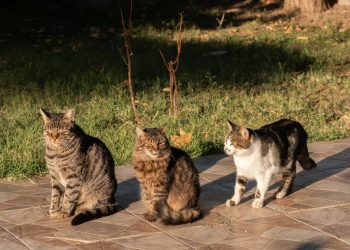 Three Cats Enjoying Sunlight Outdoors in Izmir