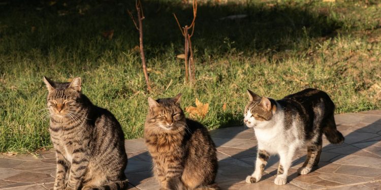 Three Cats Enjoying Sunlight Outdoors in Izmir