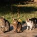 Three Cats Enjoying Sunlight Outdoors in Izmir