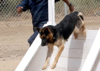 Creating a Fun Backyard Obstacle Course for Your Dog