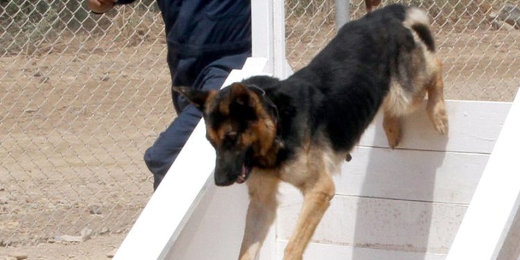 Creating a Fun Backyard Obstacle Course for Your Dog