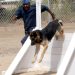 Creating a Fun Backyard Obstacle Course for Your Dog