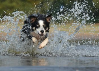 Black White Long Coated Dog Dashing Trough Body of Water