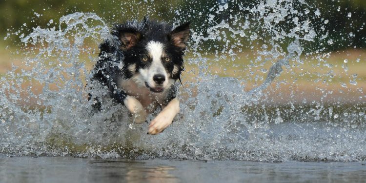 Black White Long Coated Dog Dashing Trough Body of Water