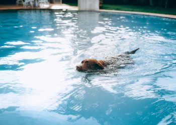 Dog Swimming in Water
