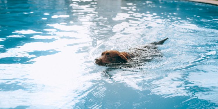 Dog Swimming in Water