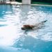 Dog Swimming in Water